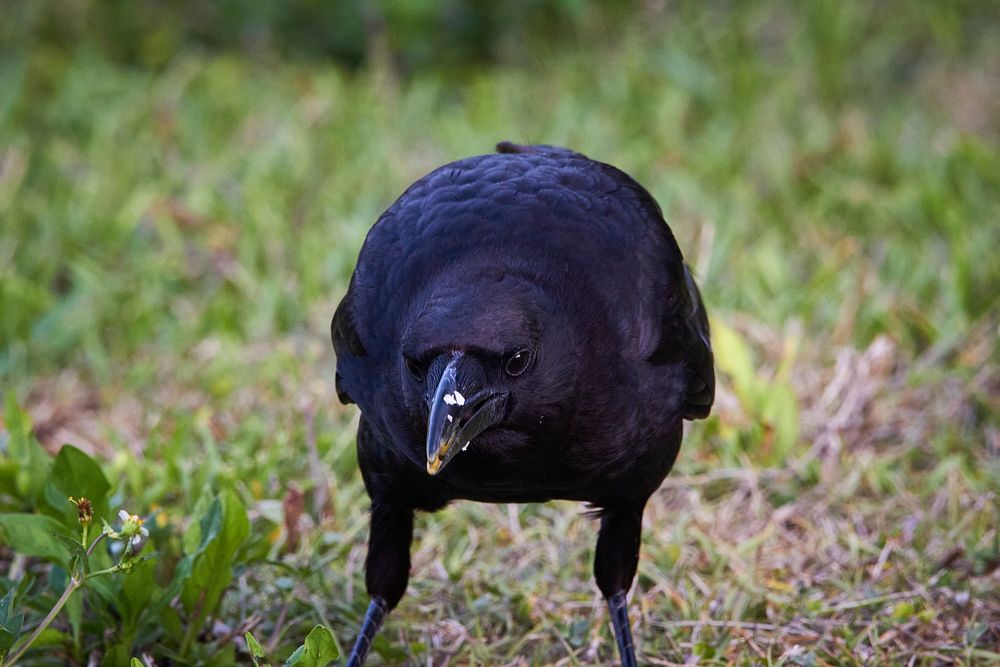 Crow eating turtle egg