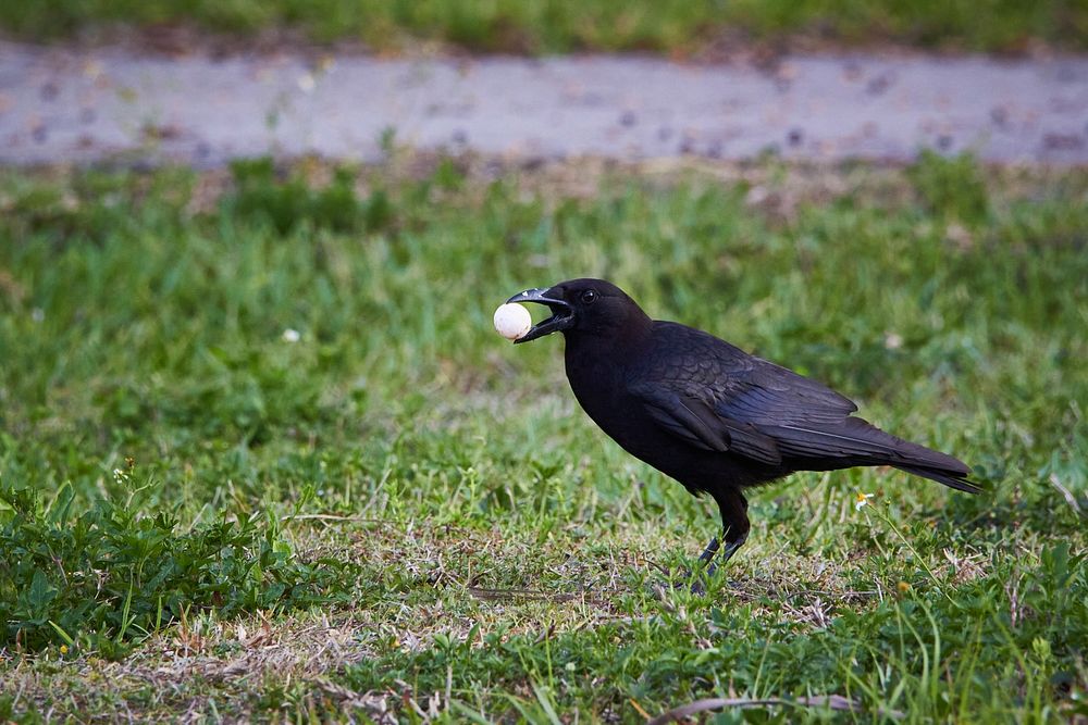 Crow eating turtle egg