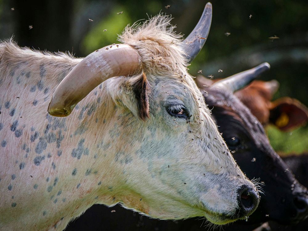 A heard of Miniature Riding Bulls graze in a field outside of Johnsville, Md., April 29, 2020.USDA/FPAC photo by Preston…