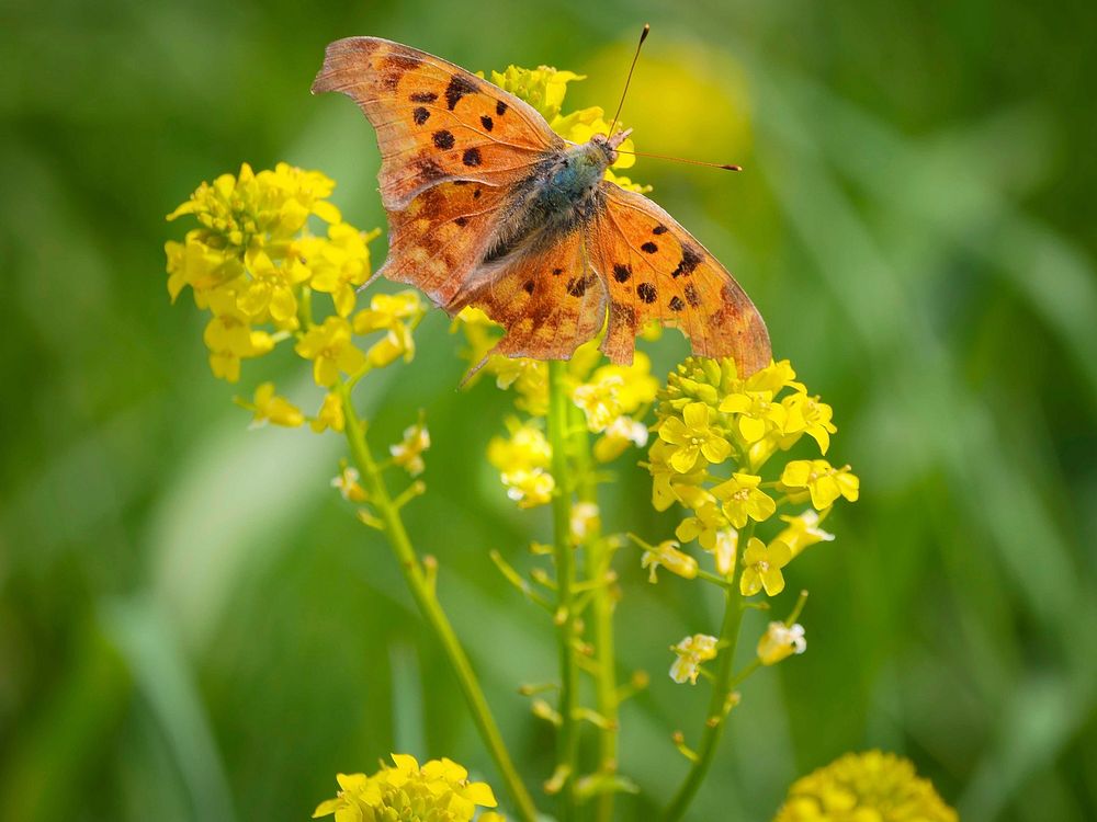A Question Mark butterfly in a field near Westminster, Md., April 29, 2020.USDA/FPAC photo by Preston Keres. Original public…