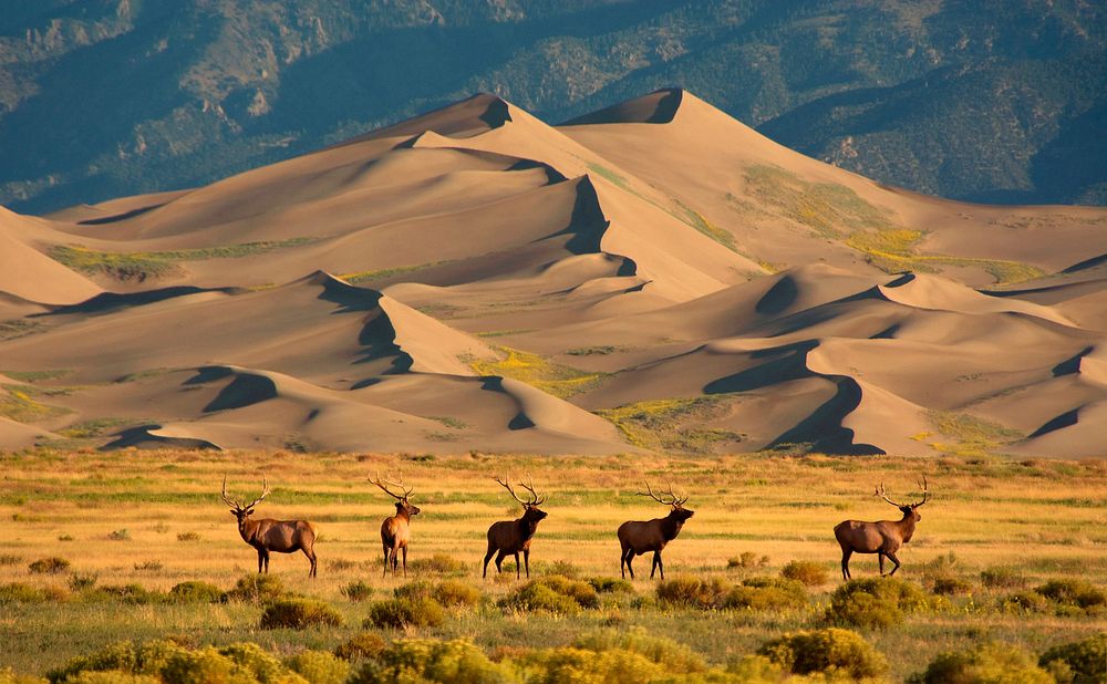 Great sand dunes at national park & preserve. Original public domain image from Flickr