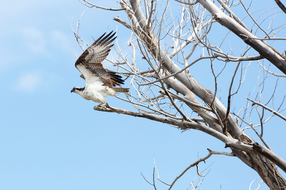 An osprey takes flight from a tree along the Yellowstone River by Jacob W. Frank. Original public domain image from Flickr