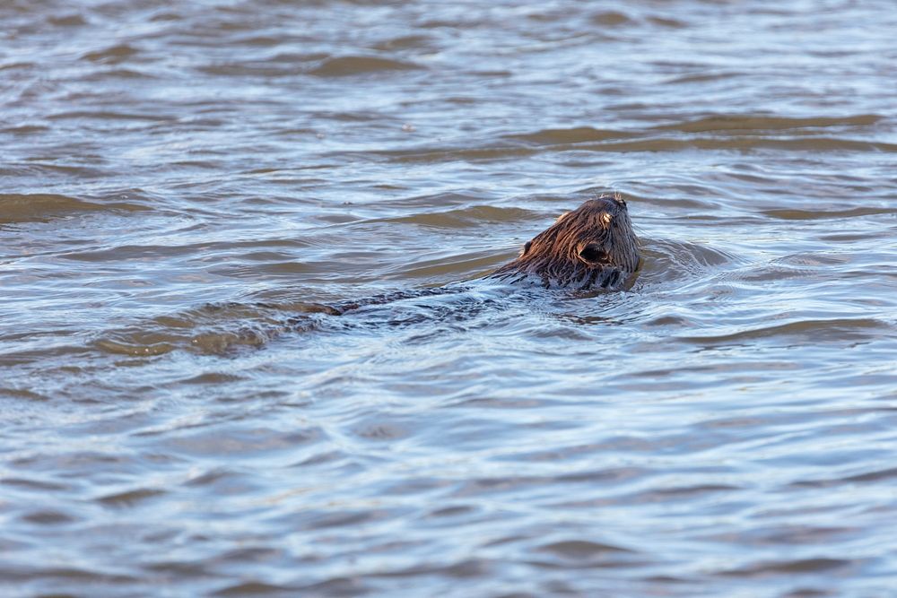 A beaver swims upstream along the Yellowstone River by Jacob W. Frank. Original public domain image from Flickr