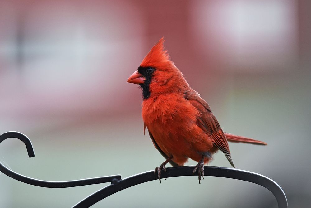 Red bird perching on fence. Original public domain image from Flickr