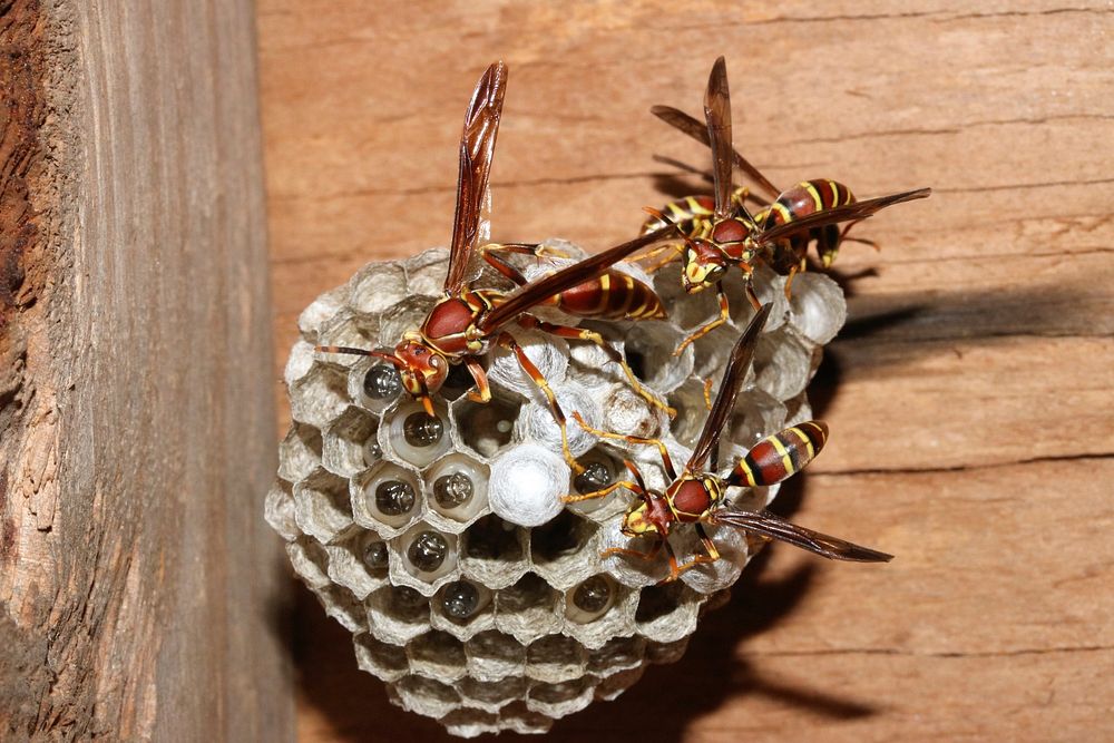 Guinea Paper Wasp Nest
