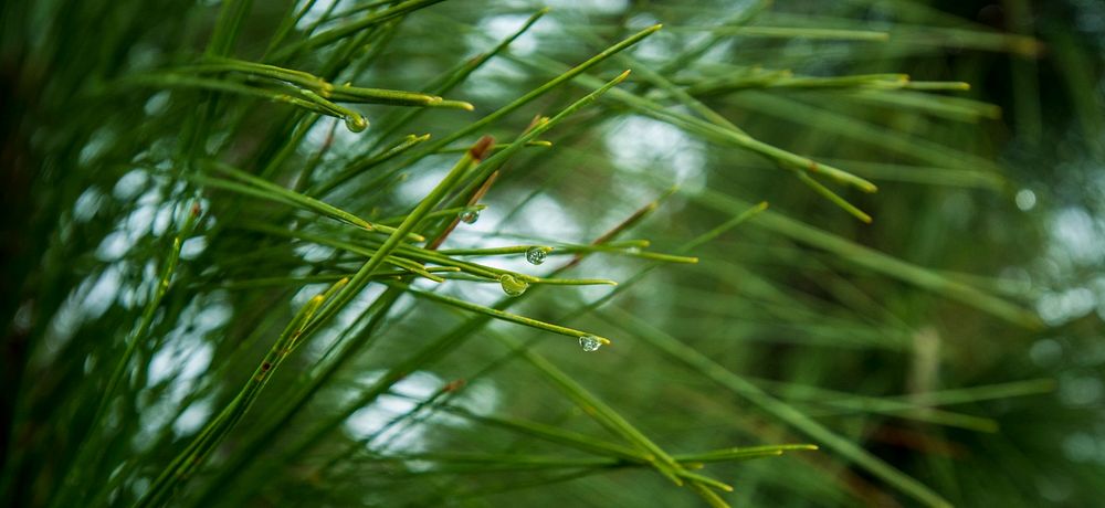 The morning dew collects on the Poarch Band of Creek Indians (PBCI) Magnolia Branch Wildlife Reserve's (MBWR) longleaf pine…