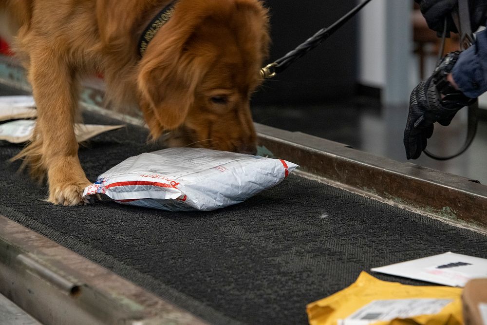 Police dog sniffing packages Original public domain image from Flickr