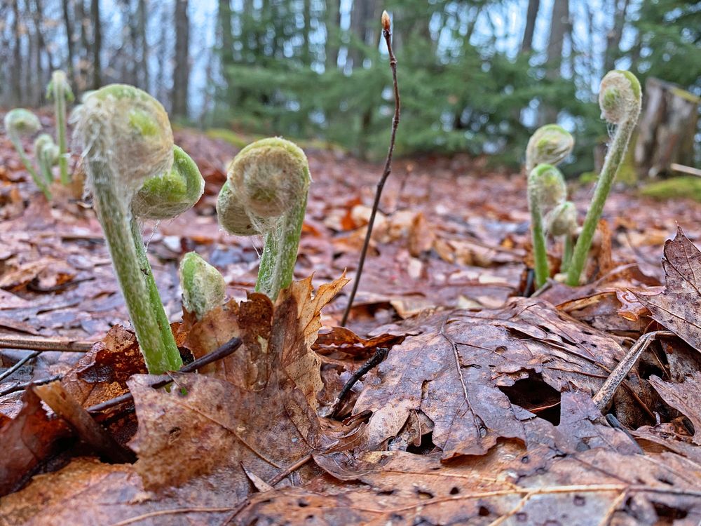 Fiddlehead ferns near Bear Heaven Campground, Monongahela National Forest, Randolph County, West Virginia, May 1, 2020.…