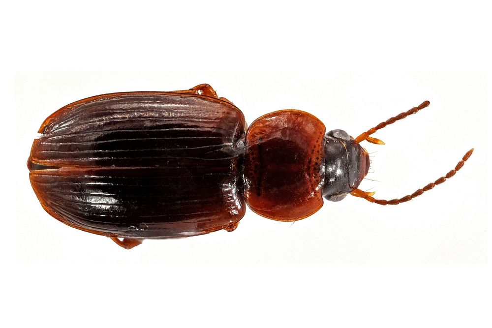Pterostichus protractus (top view)NPS PhotoUSA: Wyoming, Park County:Yellowstone NP WASH SouthPitfall Trap, Ele. 2577m14…