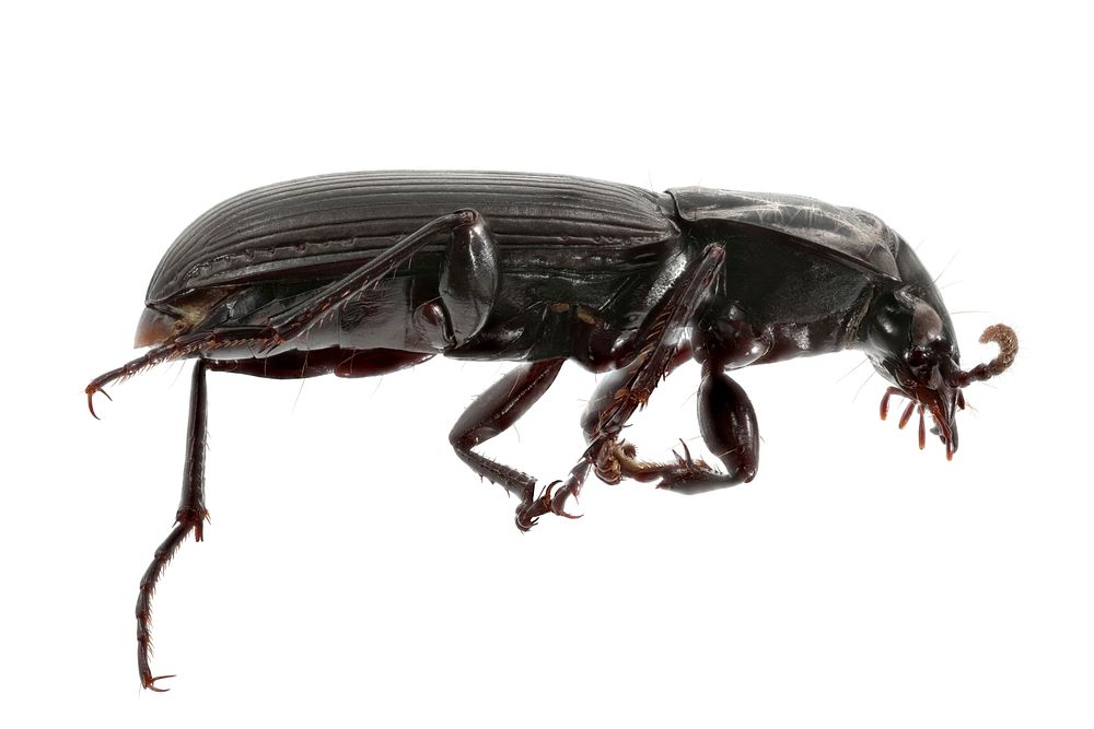 Pterostichus protractus (side view)NPS PhotoUSA: Wyoming, Park County:Yellowstone NP WASH SouthPitfall Trap, Ele. 2577m14…
