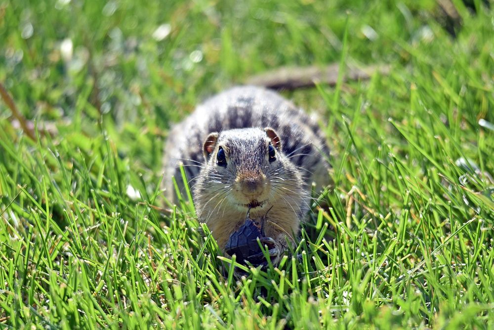 Thirteen-lined ground squirrelWe spotted this thirteen-lined ground squirrel enjoying a snack on the lawn. When we looked at…