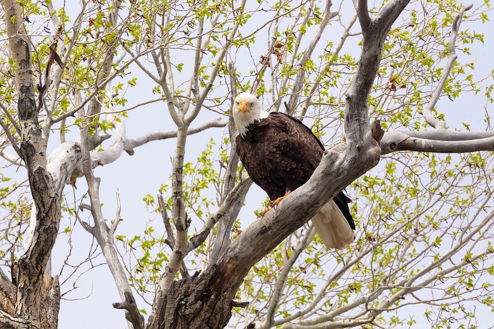 Bald eagle perched in a tree along the Yellowstone Riverby Jacob W. Frank. Original public domain image from Flickr