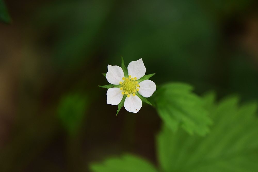 Close-up of a wild strawberry flower. Original public domain image from Flickr