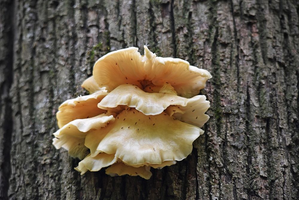 Oyster MushroomsPhoto by Courtney Celley/USFWS. Original public domain image from Flickr