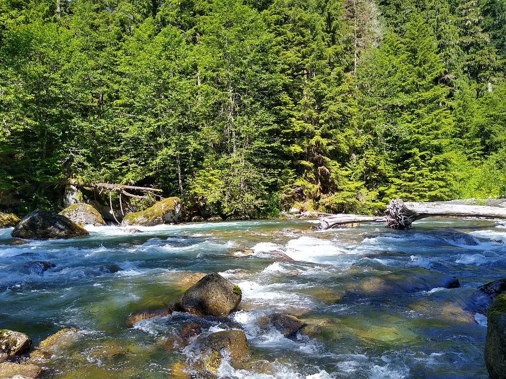 Sauk River Near Bedal Campground, Mt. Baker-Snoqualmie National Forest. Photo taken by Anne Vassar June 23, 2020. Original…