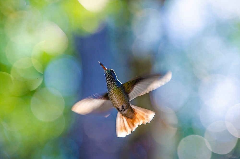 Bee hummingbird animal image. Free public domain CC0 photo.