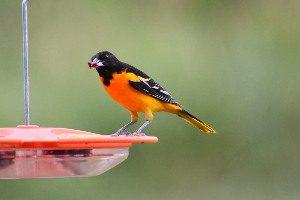 Baltimore orioleThis vibrant male Baltimore oriole stopped by to enjoy some grape jelly.Photo by Courtney Celley/USFWS.…