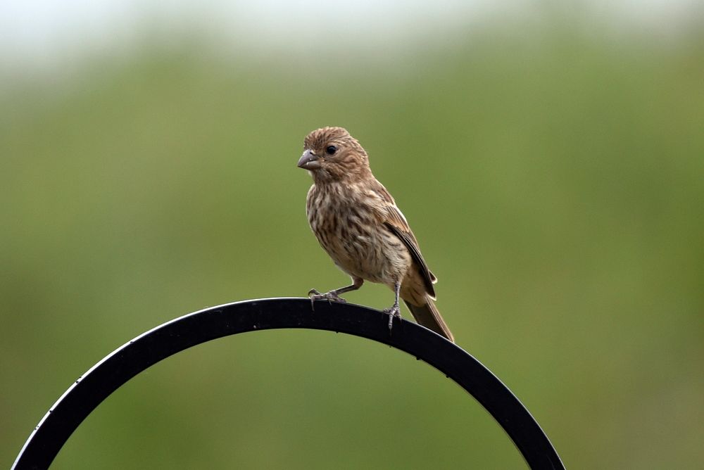 House finchA female house finch perched near a bird feeder.Photo by Courtney Celley/USFWS. Original public domain image from…