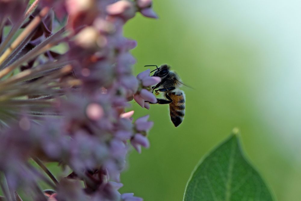 Western honey bee on common milkweedA western honey bee visiting common milkweed flowers.Photo by Courtney Celley/USFWS.…