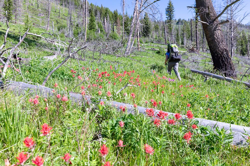 Backpacker hiking the Hellroaring Creek trail in the Absaroka Beartooth Wilderness, USA. Original public domain image from…