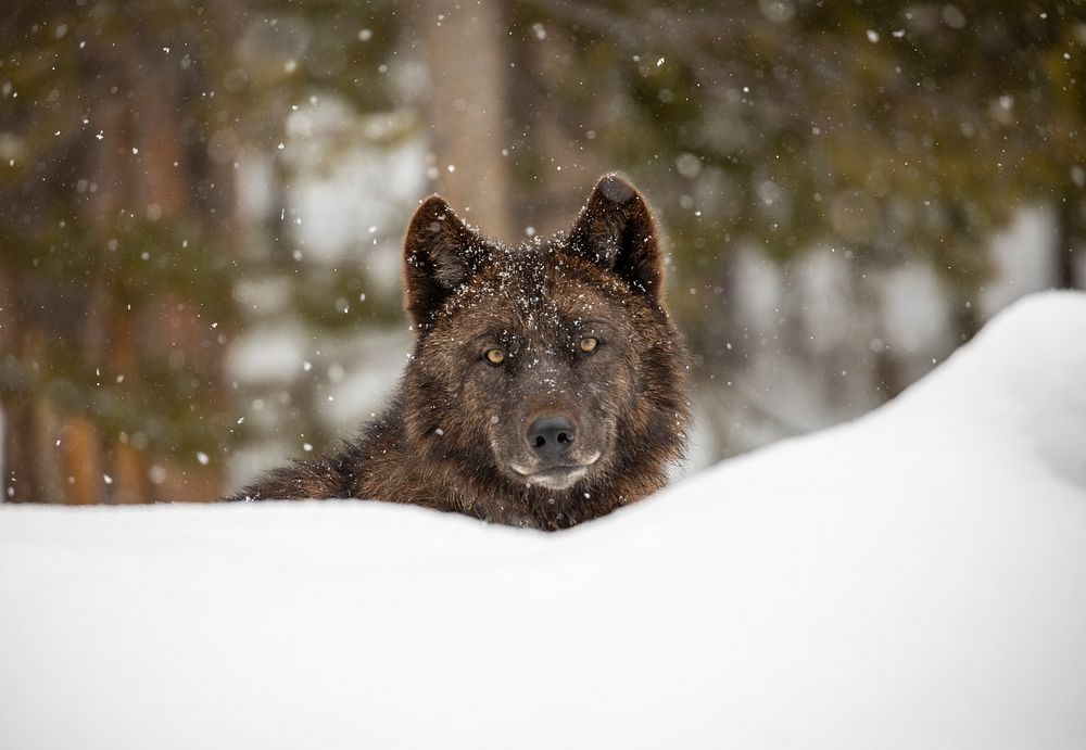 Wolf in snow. Original public domain image from Flickr