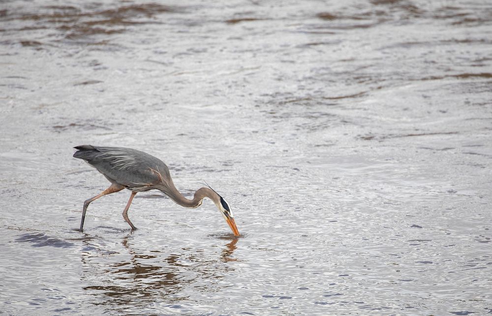Great Blue Heron feeding on fish. Original public domain image from Flickr