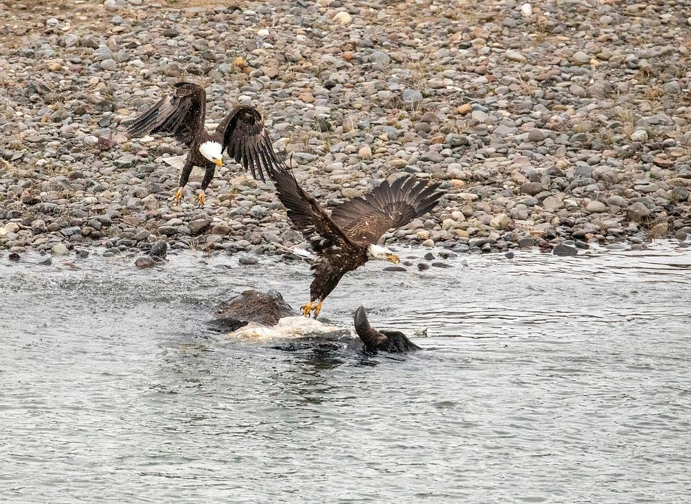 Two bald eagles fighting for bison carcass by Jim Peaco. Original public domain image from Flickr