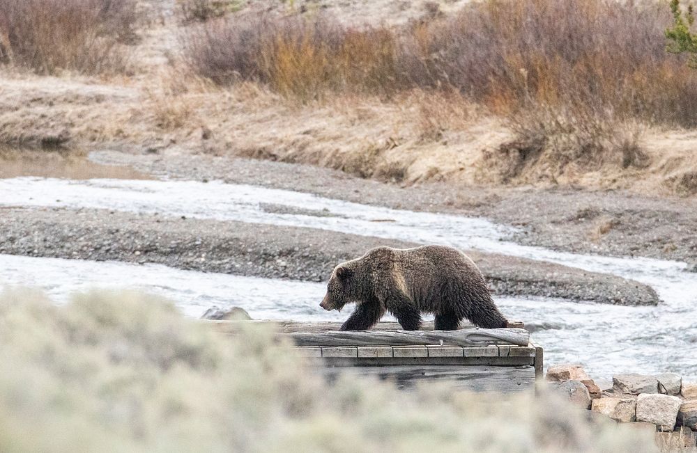 Grizzly bear on a trail by Jim Peaco. Original public domain image from Flickr