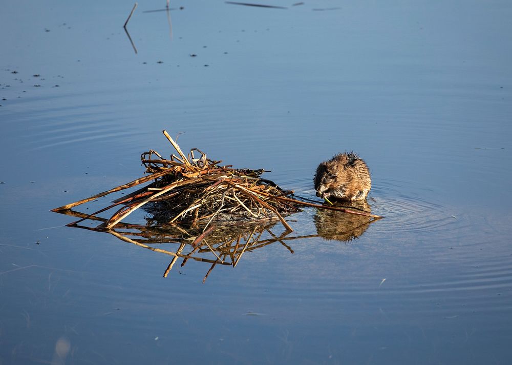 Common Muskrat by Jim Peaco. Original public domain image from Flickr