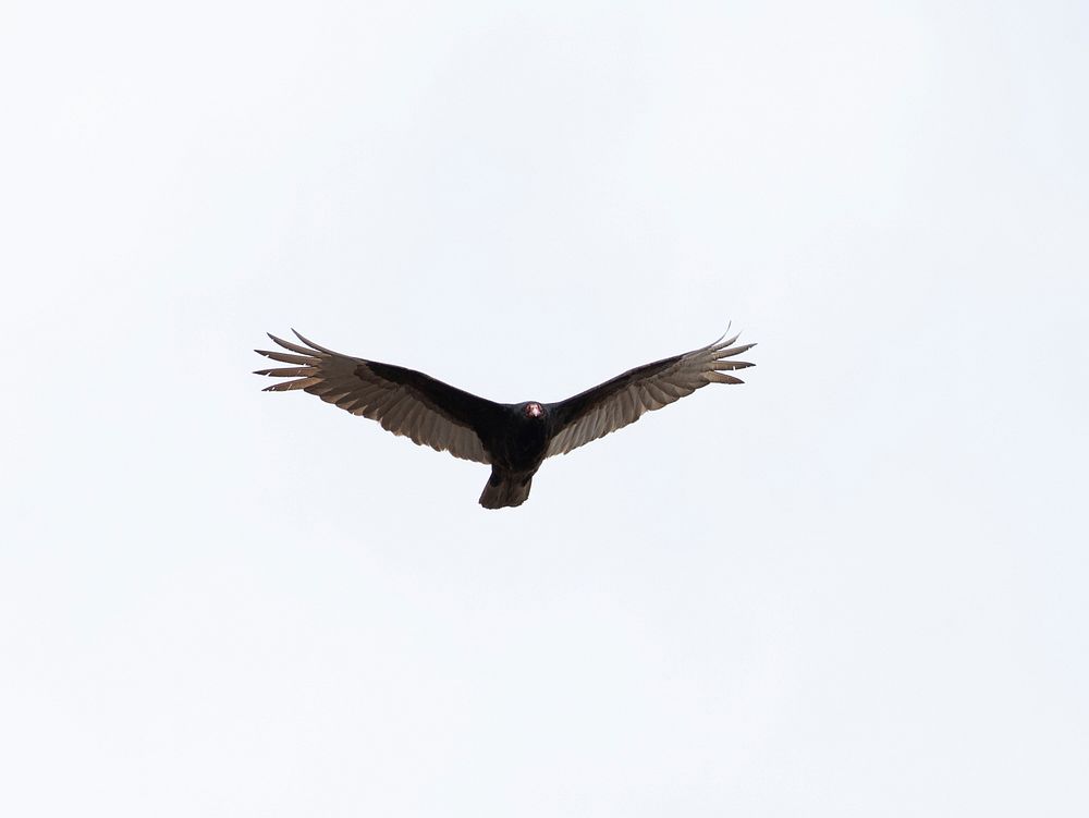 Turkey Vulture in the Lower Geyser Basin by Jim Peaco. Original public domain image from Flickr