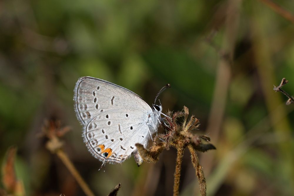 Eastern tailed-bluePhoto by Mike Budd/USFWS. Original public domain image from Flickr
