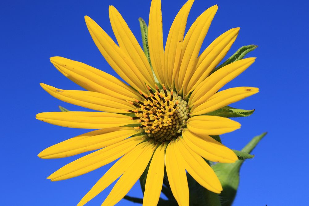 Compass plant. Original public domain image from Flickr