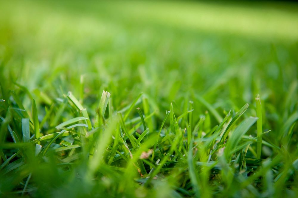 Green grass field. Free public domain CC0 photo. 
