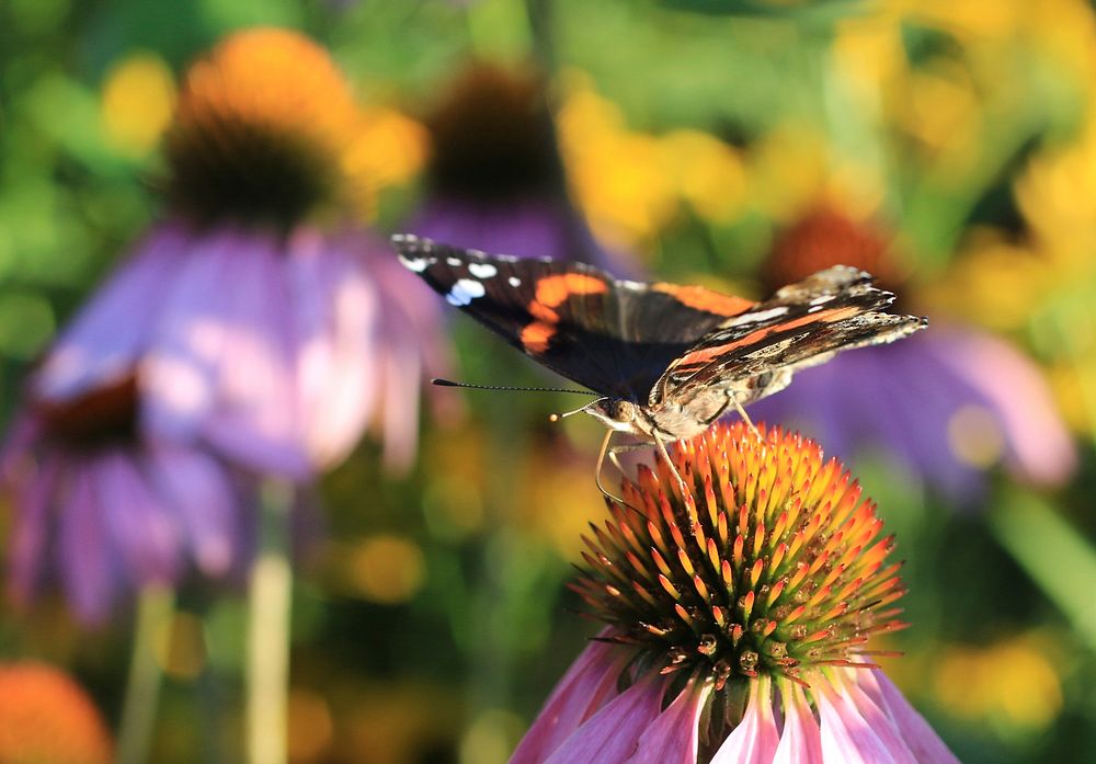 Red admiral on purple coneflowerPhoto by Mike Budd/USFWS. Original public domain image from Flickr