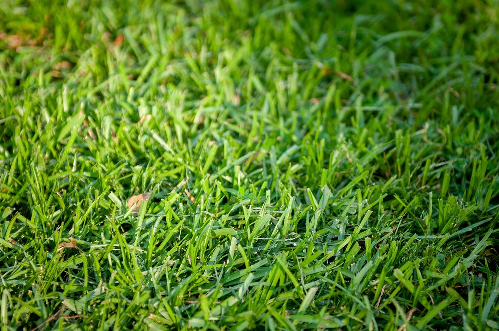 Green grass field. Free public domain CC0 photo. 