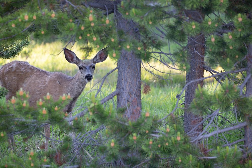 Mule deer near Yellowstone Lakeby Diane Renkin. Original public domain image from Flickr