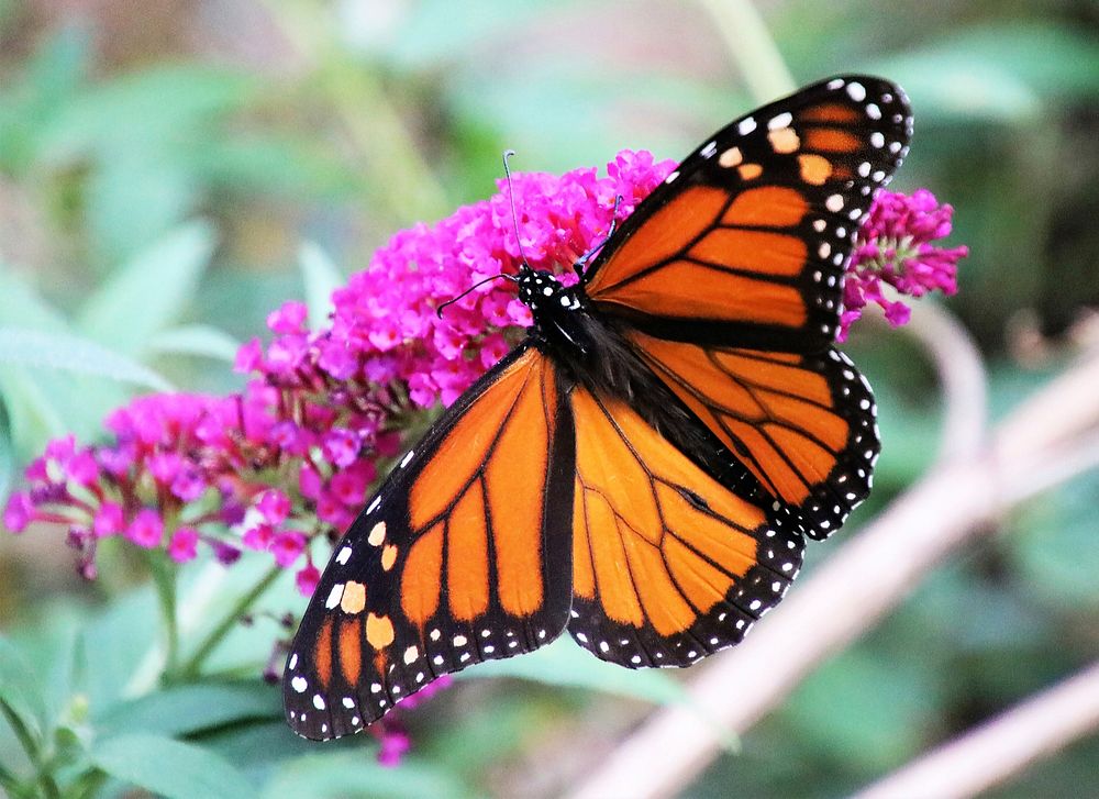 Monarch Feeding on Butterfly Bush