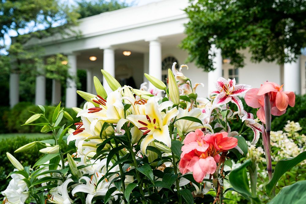 White House Rose GardenA bouquet of lilies blooms in the Rose Garden of the White House Friday, July 10, 2020. (Official…
