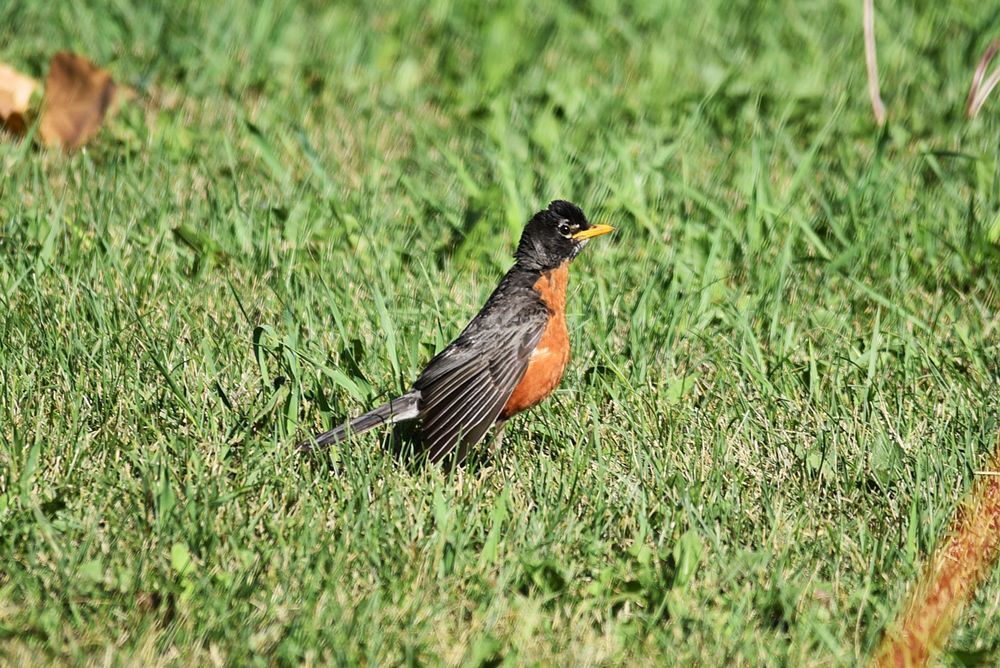 American robinPhoto by Courtney Celley/USFWS. Original public domain image from Flickr