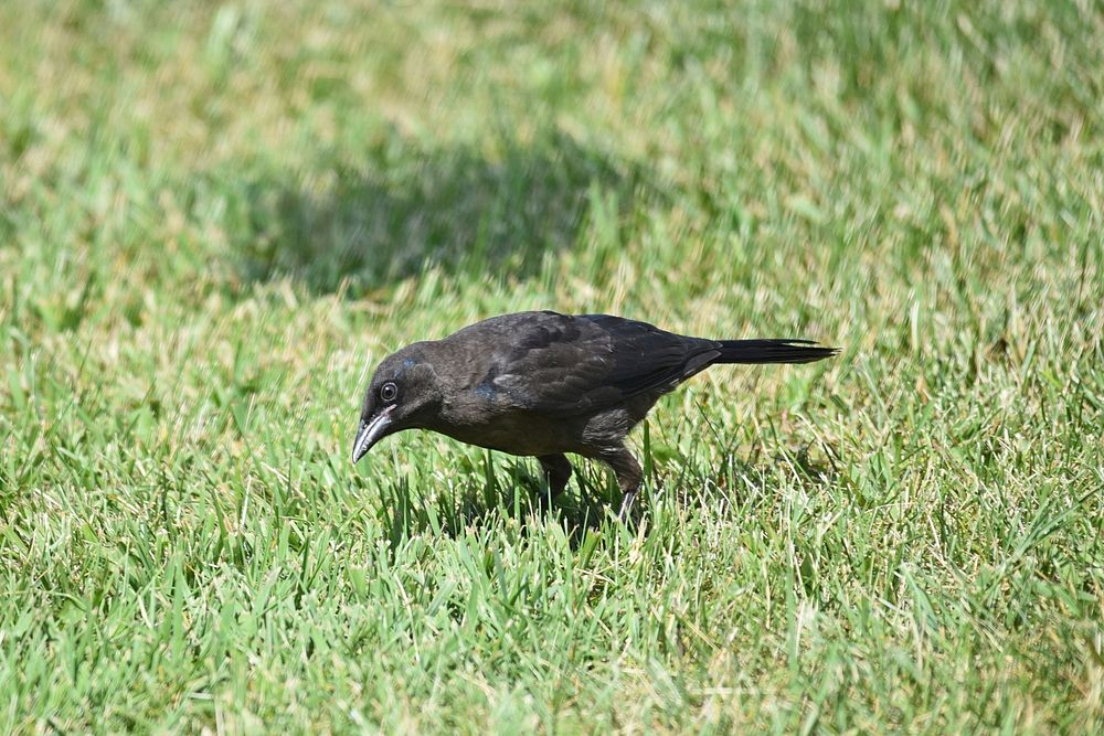 Juvenile common grackleWe spotted this juvenile common grackle foraging under the bird feeder.Photo by Courtney…
