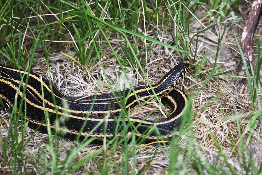 Plains garter snake in the grassPhoto by Courtney Celley/USFWS. Original public domain image from Flickr