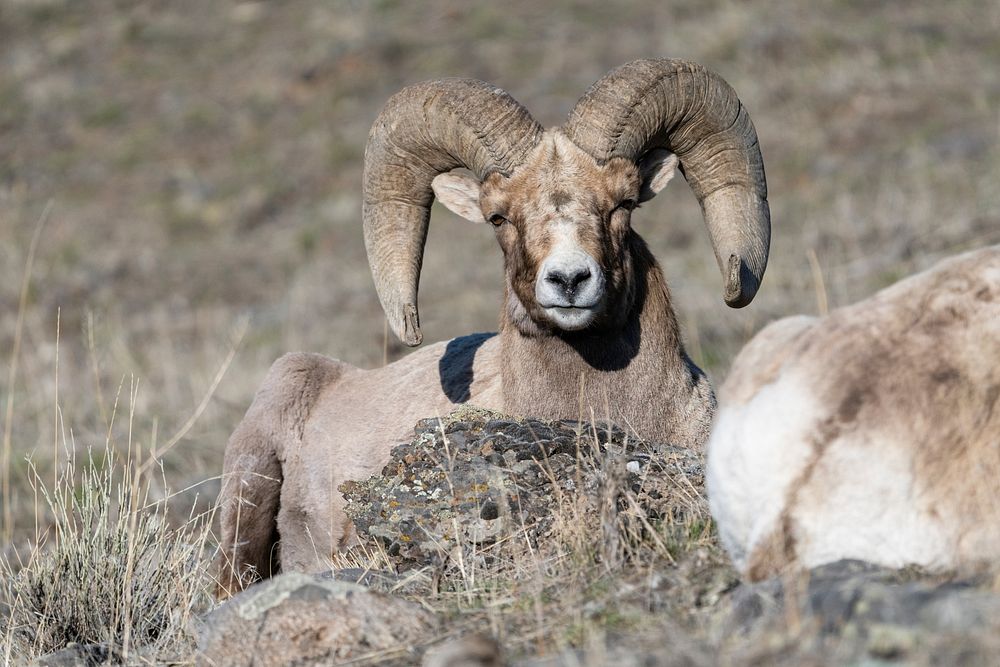 Bighorn ram near the North Entrance. Original public domain image from Flickr