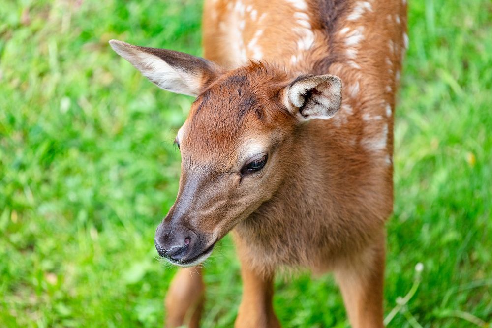 Newborn elk calf photographed from a balcony. Original public domain image from Flickr