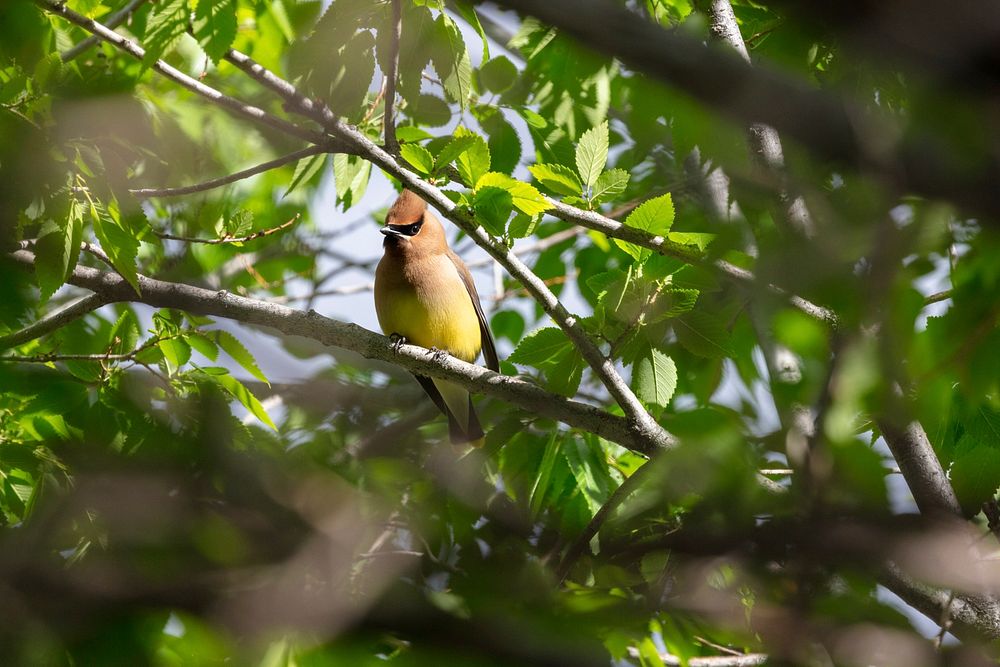 Cedar waxwing perched in a tree by Jacob W. Frank. Original public domain image from Flickr