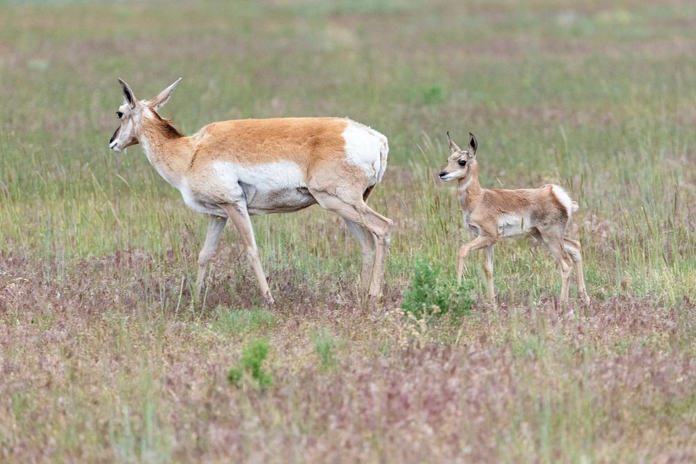 Pronghorn fawn follows closely behind its mother by  Jacob W. Frank. Original public domain image from Flickr