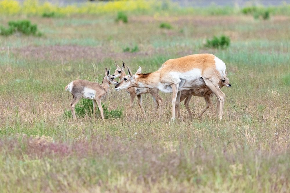 Pronghorn mother and three fawns by Jacob W. Frank. Original public domain image from Flickr