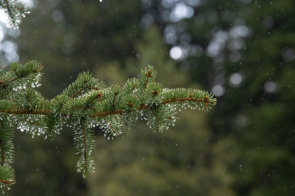 Rain water collects on the needles of a pine tree in the U.S. Department of Agriculture (USDA) Forest Service (FS) Arapaho…