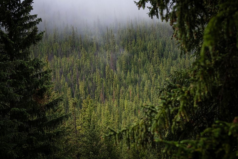 Pine trees in the U.S. Department of Agriculture (USDA) Forest Service (FS) Arapaho and Roosevelt National Forests, in…