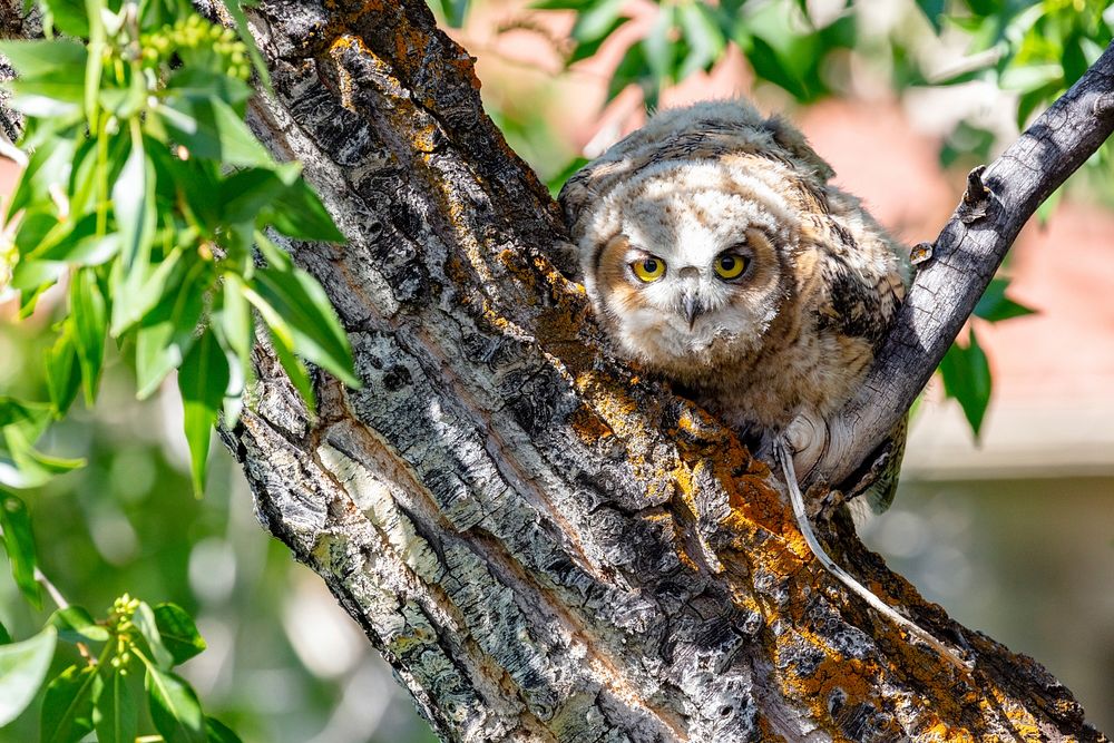 Fledged great horned owl chick resting in a tree by Jacob W. Frank. Original public domain image from Flickr