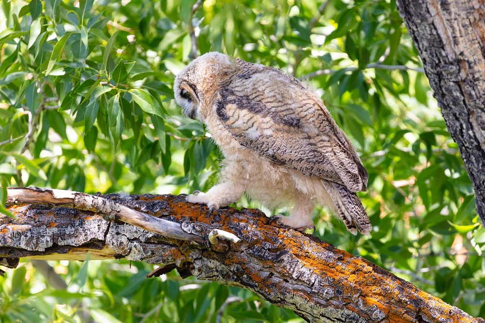 Fledged great horned owl chick walking out on a limb by Jacob W. Frank. Original public domain image from Flickr